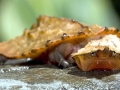 Mata Mata Turtle