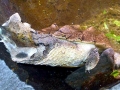 Mata Mata Turtle