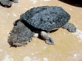 Mata Mata Turtle