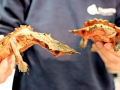 Mata Mata Turtle
