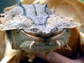 Mata Mata Turtle