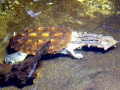 Mata Mata Turtle