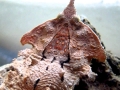 Mata Mata Turtle