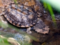 Mata Mata Turtle