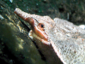Mata Mata Turtle