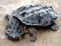 Mata Mata Turtle