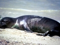 Mediterranean Monk Seal