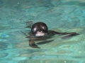 Mediterranean Monk Seal