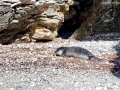 Mediterranean Monk Seal