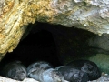 Mediterranean Monk Seal