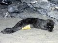 Mediterranean Monk Seal