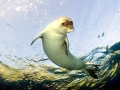 Mediterranean Monk Seal