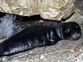 Mediterranean Monk Seal