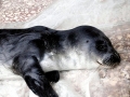 Mediterranean Monk Seal