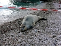 Mediterranean Monk Seal
