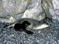 Mediterranean Monk Seal