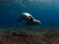 Mediterranean Monk Seal