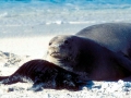Mediterranean Monk Seal