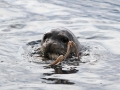 Mediterranean Monk Seal