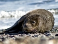 Mediterranean Monk Seal