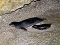 Mediterranean Monk Seal