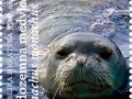 Mediterranean Monk Seal