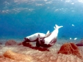 Mediterranean Monk Seal