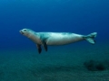 Mediterranean Monk Seal