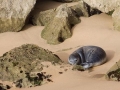Mediterranean Monk Seal