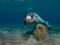 Mediterranean Monk Seal