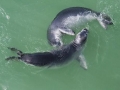Mediterranean Monk Seal