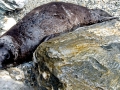 Mediterranean Monk Seal