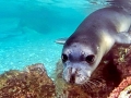Mediterranean Monk Seal