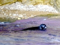 Mediterranean Monk Seal