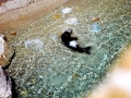 Mediterranean Monk Seal