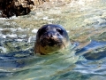 Mediterranean Monk Seal