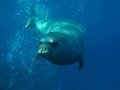 Mediterranean Monk Seal