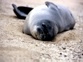 Mediterranean Monk Seal