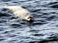Mediterranean Monk Seal