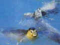 Mediterranean Monk Seal