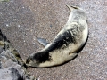 Mediterranean Monk Seal