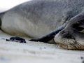 Mediterranean Monk Seal