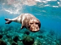 Mediterranean Monk Seal