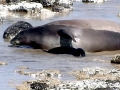 Mediterranean Monk Seal