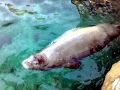 Mediterranean Monk Seal