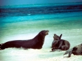 Mediterranean Monk Seal