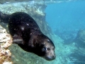 Mediterranean Monk Seal