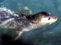 Mediterranean Monk Seal