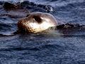 Mediterranean Monk Seal