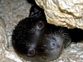 Mediterranean Monk Seal
